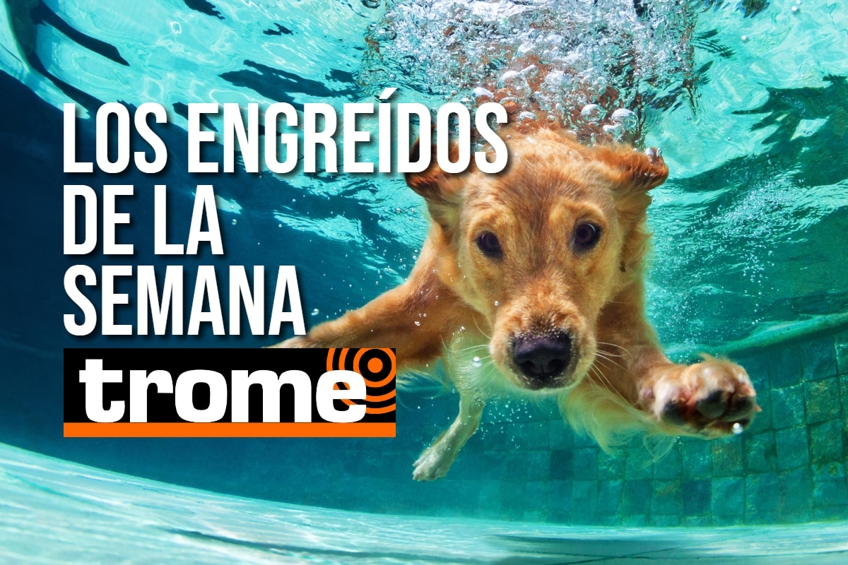Conoce a los peluditos protagonistas de esta semana. Foto: Istock.