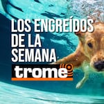Pequeños, traviesos y adorables: conoce a las mascotas de la semana