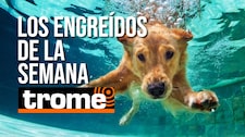 Pequeños, traviesos y adorables: conoce a las mascotas de la semana