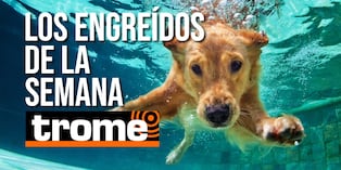 Conoce a los peluditos protagonistas de esta semana. Foto: Istock.