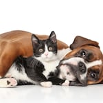 Perros y gatos bajo el mismo techo: claves para una convivencia armoniosa