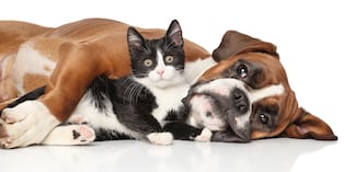 Al inicio procura que cada mascota tenga sus propios platos de comida, cama y zona de descanso. Esto evita conflictos y ayuda a que ambos se sientan seguros. Foto: Istock