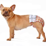 Celo en perritas: cuidados y recomendaciones para esta etapa