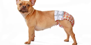 Nunca debes dejar a una perrita en celo sin supervisión en patios o espacios abiertos, aunque parezcan seguros, porque puede atraer machos a larga distancia y escapar. Foto: Istock