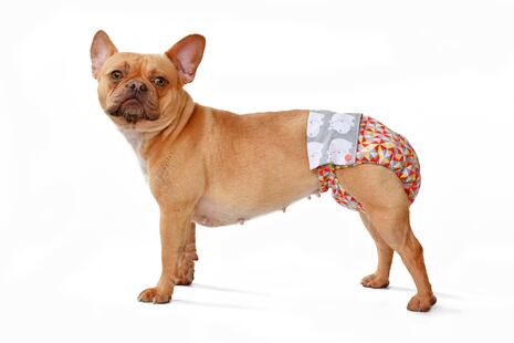 Celo en perritas: cuidados y recomendaciones para esta etapa