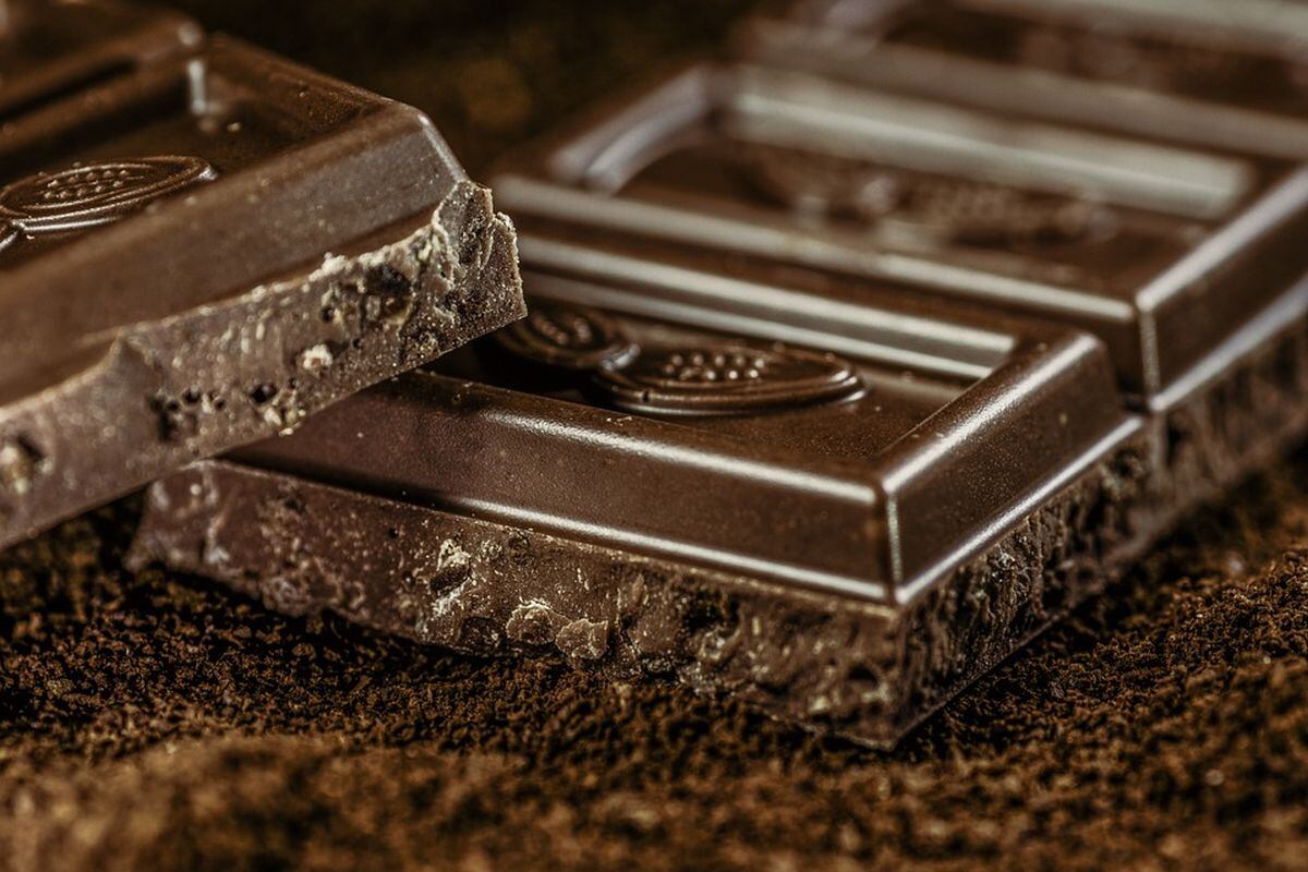El chocolate no es recomendable para un gato (Foto: Pixabay)