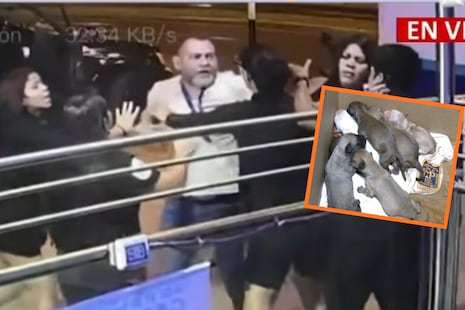 Veterinario es agredido por venezolano por reclamarle que abandonó ocho perritos en su local | VIDEO