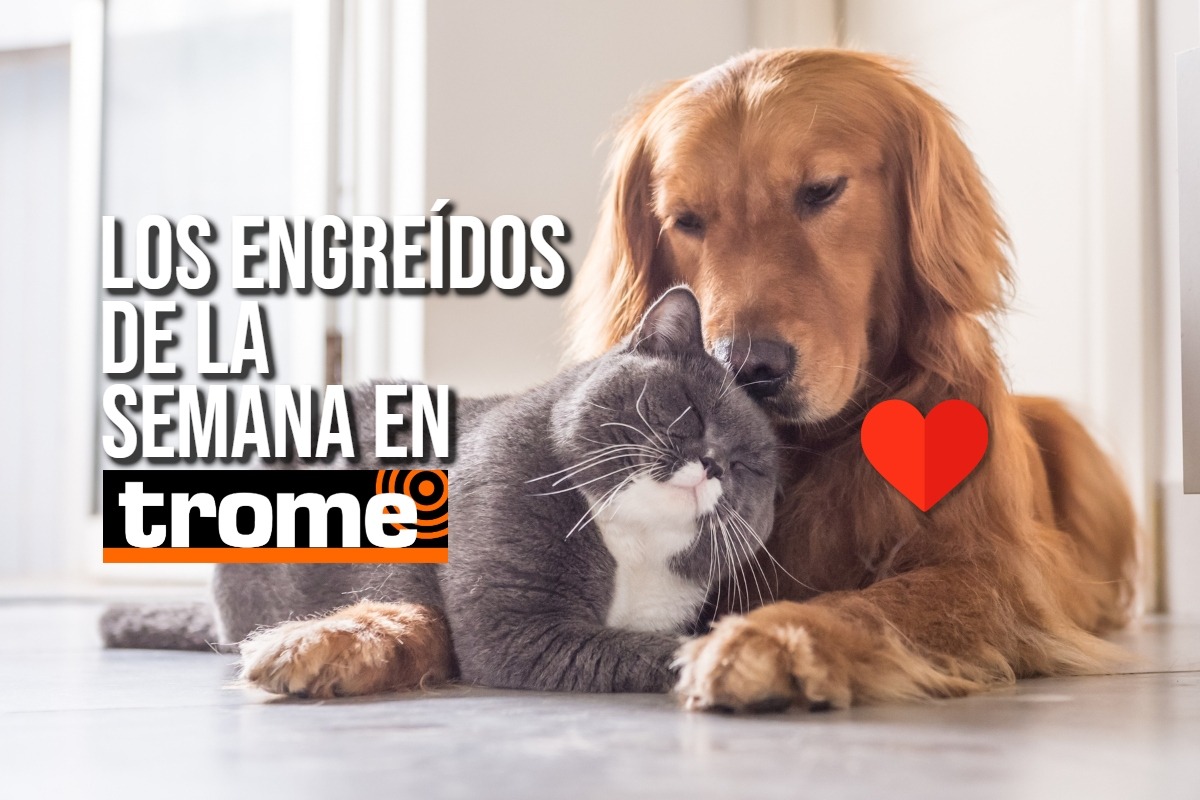 Estos son los cuatro engreídos de la semana en Trome. Foto: Composición Trome.