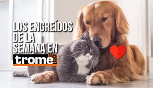 ¡Amor del bueno! Conoce a los engreídos que se robaron el corazón de Trome
