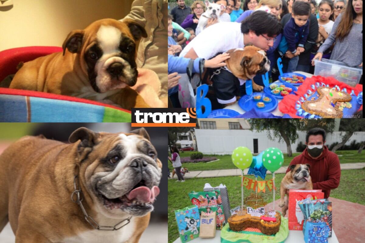 Biuf cumplió 10 años. Perrito es rey del skate en el Perú. (Fotos: Julio Reaño / Entrevista y Compos, Foto: isabel Medina Trome)