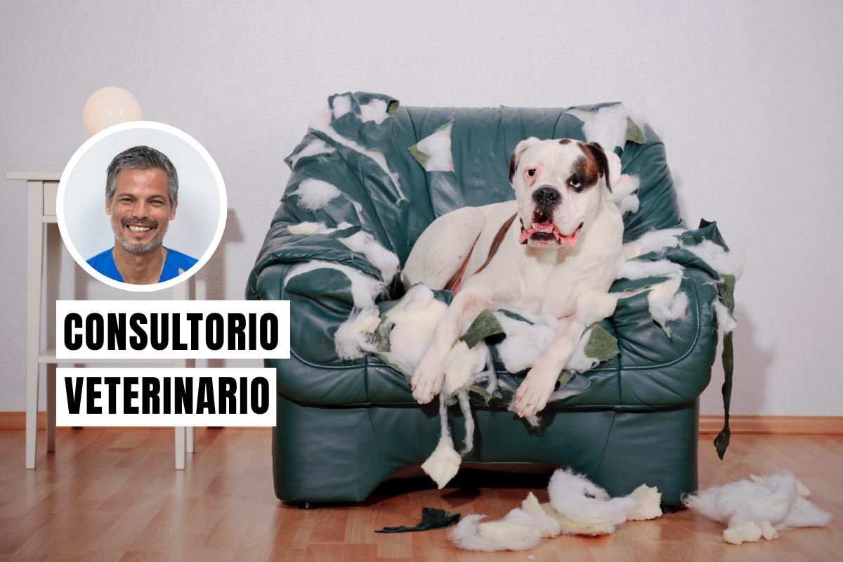 El estrés canino suele manifestarse a través de jadeos constantes, hiperactividad, lamido compulsivo, llantos o cambios repentinos en el apetito. Foto: composición/Istock