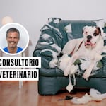 ¿Tu mascota ha cambiado de comportamiento? El estrés crónico podría ser la causa