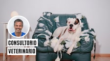 ¿Tu mascota ha cambiado de comportamiento? El estrés crónico podría ser la causa