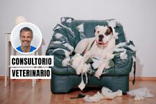 ¿Tu mascota ha cambiado de comportamiento? El estrés crónico podría ser la causa