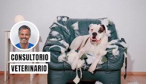 ¿Tu mascota ha cambiado de comportamiento? El estrés crónico podría ser la causa