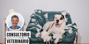El estrés canino suele manifestarse a través de jadeos constantes, hiperactividad, lamido compulsivo, llantos o cambios repentinos en el apetito. Foto: composición/Istock