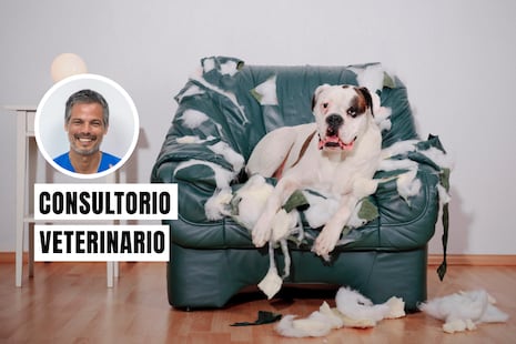 ¿Tu mascota ha cambiado de comportamiento? El estrés crónico podría ser la causa