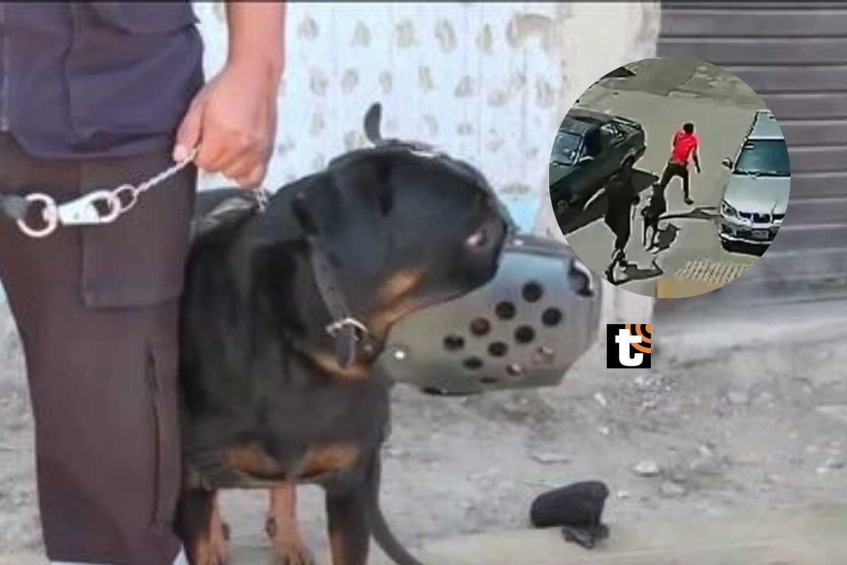 Atila logró la captura de un delincuente, en San Juan de Miraflores.