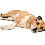 ¿Cómo saber si tu perro tiene dolor? Presta atención a estas señales