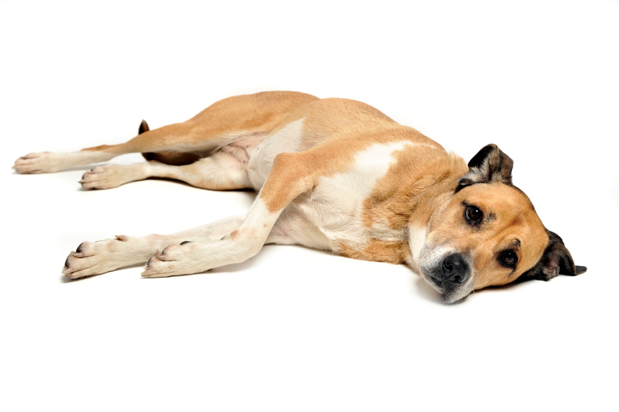 Si al tocar al perro este reacciona con un ladrido, grito, llanto, gruñido o mordisco, lo más probable es que se deba a que esa zona le duele. Para comprobarlo, es necesario palpar otras partes de su cuerpo y observar su reacción. Foto: Istock