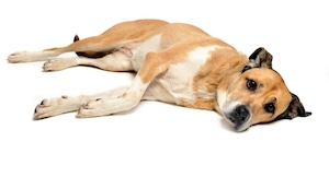¿Cómo saber si tu perro tiene dolor? Presta atención a estas señales