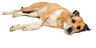 Si al tocar al perro este reacciona con un ladrido, grito, llanto, gruñido o mordisco, lo más probable es que se deba a que esa zona le duele. Para comprobarlo, es necesario palpar otras partes de su cuerpo y observar su reacción. Foto: Istock
