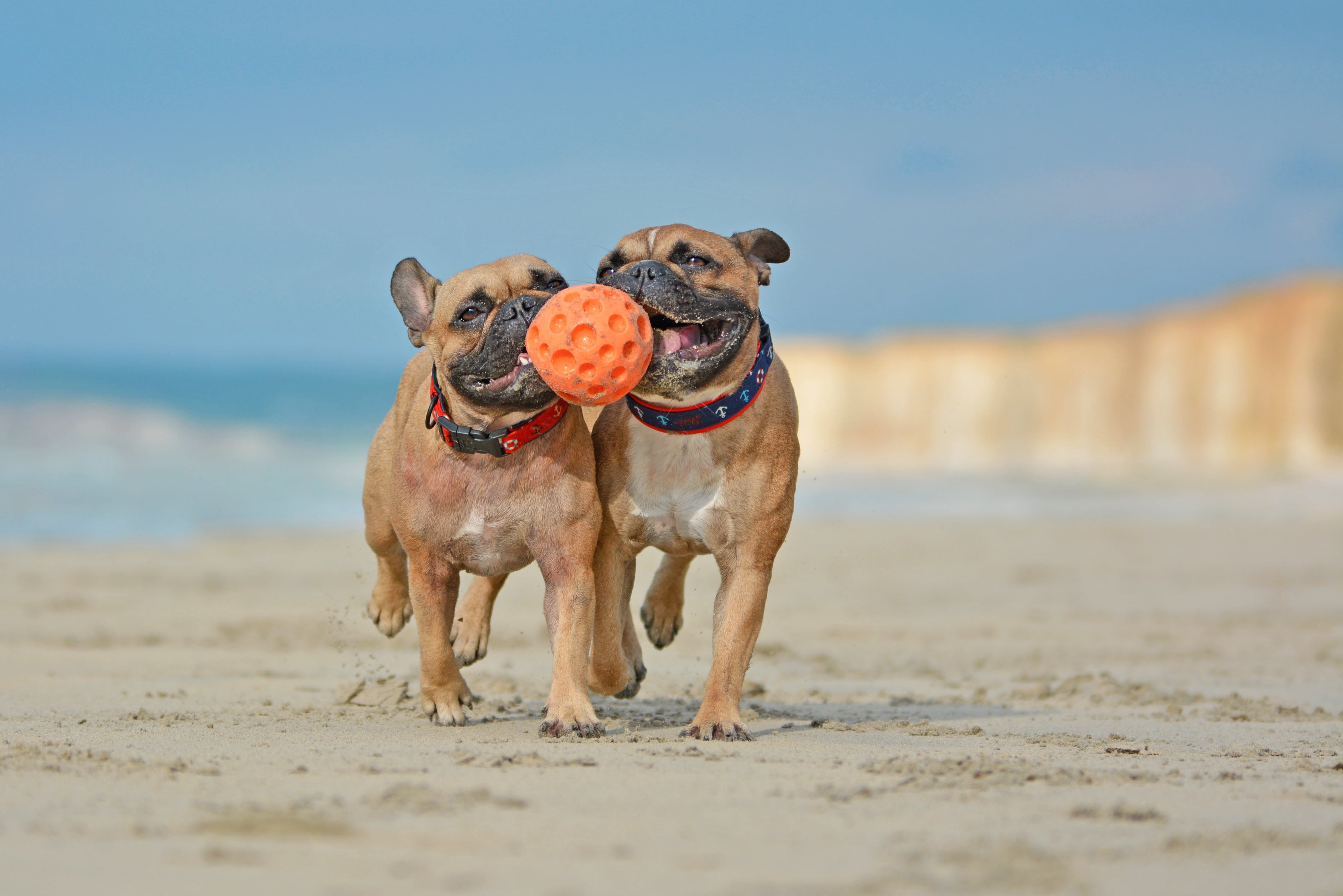 Consejos para paseos en la playa. Foto: composición/Istock