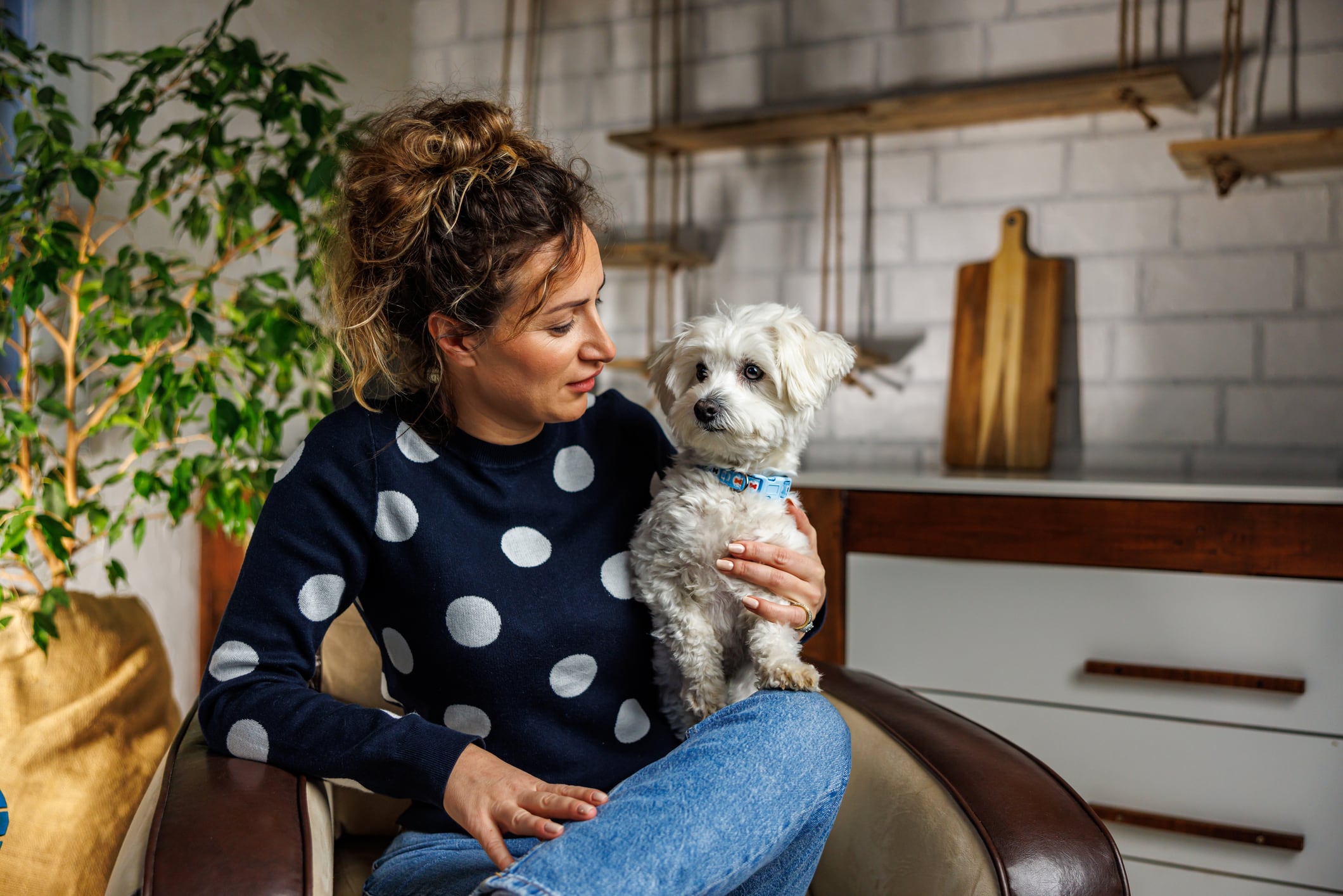 Los perros ladran a la nada principalmente porque sus sentidos superiores (oído y olfato) detectan estímulos imperceptibles para los humanos. Foto: Istock