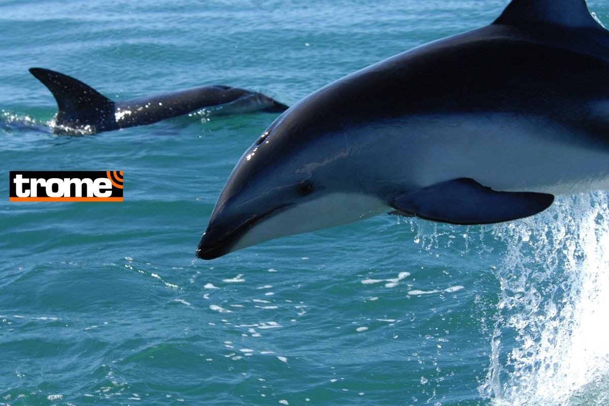 Los resultados de la investigación permitieron identificar cuál era el estado de las especies en peligro tras la pesca incidental, así como el uso posterior que los pescadores daban a estas especies.