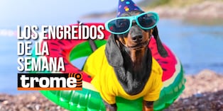 Estas son las mascotas que conquistaron las páginas de Trome esta semana. Foto: Istock.