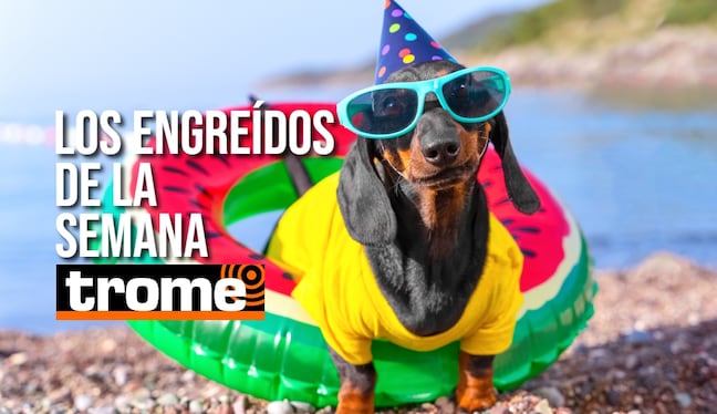 Estas son las mascotas que conquistaron las páginas de Trome esta semana. Foto: Istock.