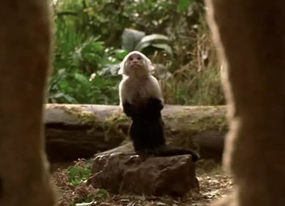 Mr. Binks, el mono coprotagonista de George de la selva (Foto: Walt Disney Pictures)