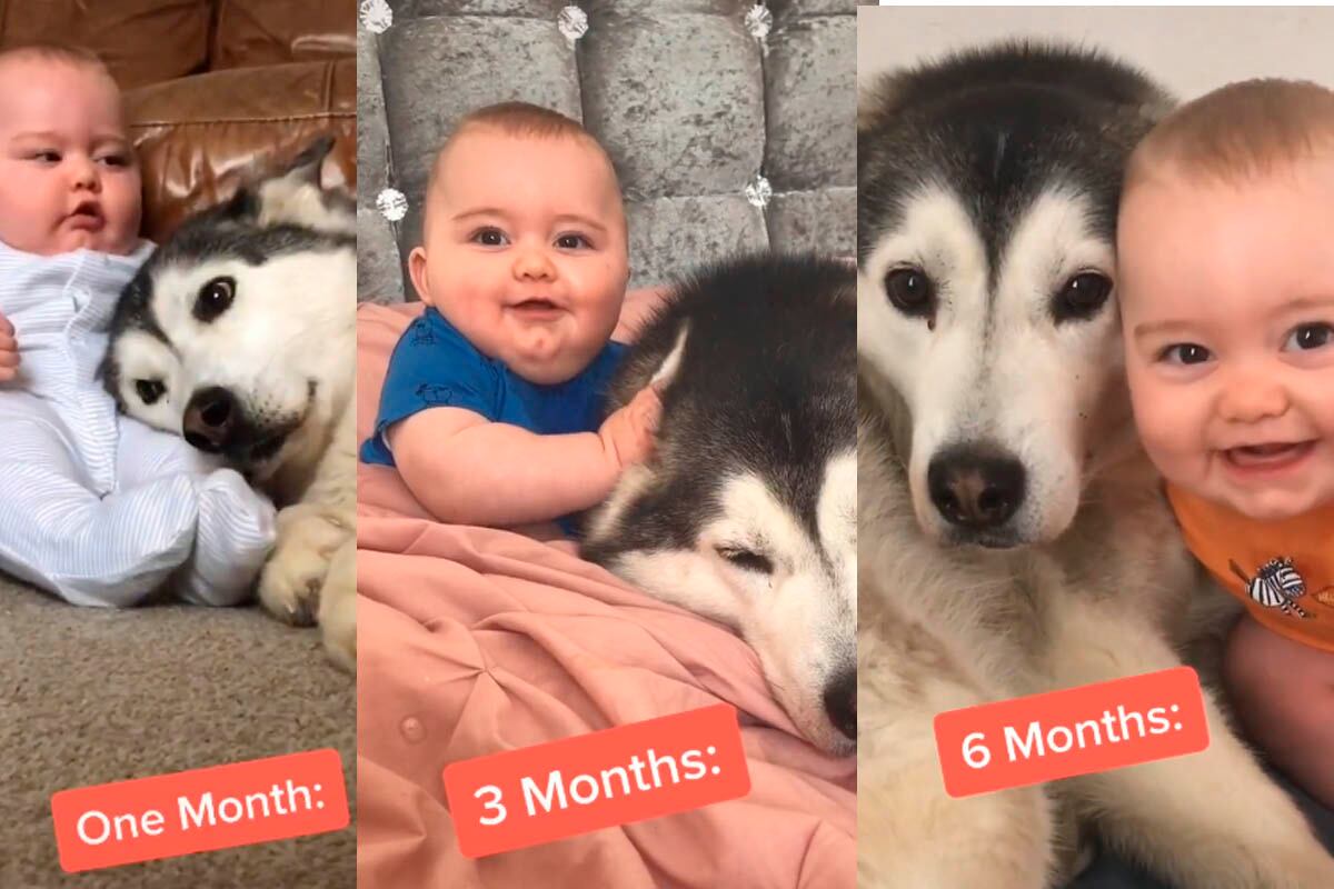 Milpert y su pequeño hermano llenan de ternura las redes sociales con este emotivo video. | Foto: @milperthuskyofficial