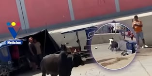 Pesado animal casuó pánico entre algunos transeuntes en Sullana (Foto: @soltvperu)