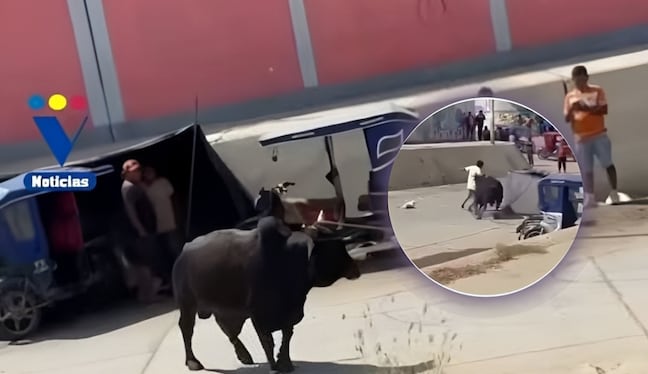 Pesado animal casuó pánico entre algunos transeuntes en Sullana (Foto: @soltvperu)