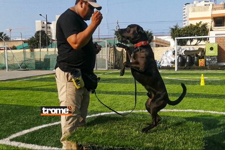 'Blacky' es otro de los integrantes de la brigada canina. El será adiestrado para exhibiciones caninas. (Foto: Municipalidad de Pueblo Libre).