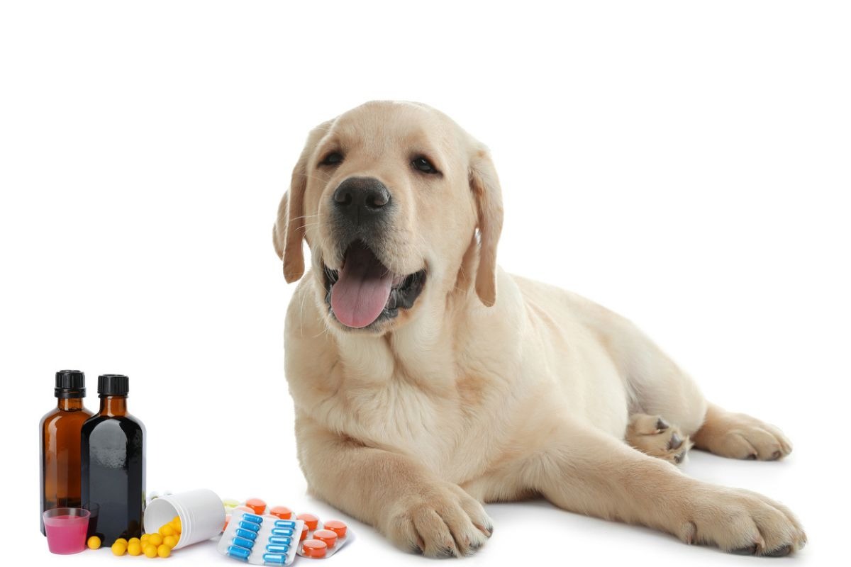 Si tu perrito está enfermo, llévalo al veterinario. Foto: iStock.