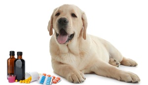 Cuidado con automedicar a tu mascota, aquí te decimos por qué