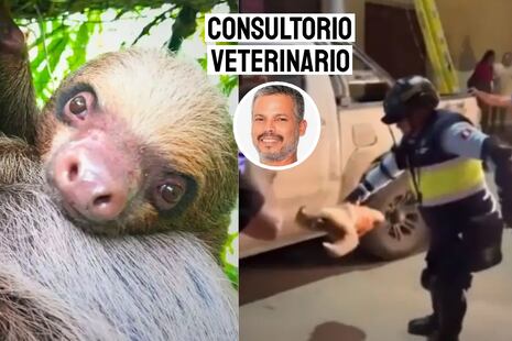 Pancho Cavero tras maltrato a oso perezoso en Tocache: “Indigna y duele”