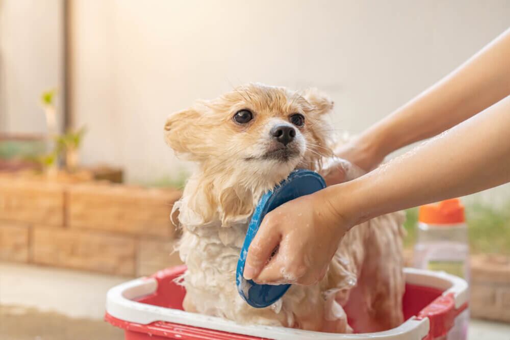 Especialista recomienda hacerlo cada ocho días.