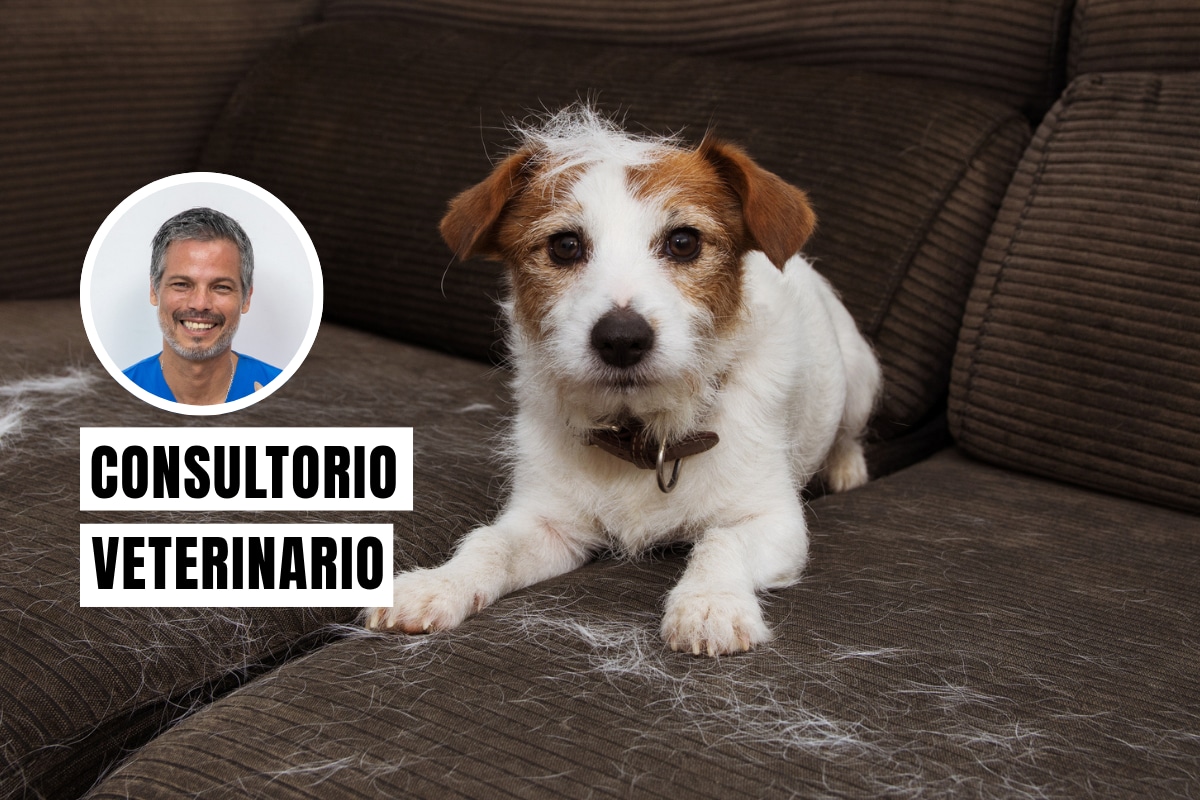 La caída del pelo en los perros puede deberse a procesos naturales del cuerpo o a problemas de salud que requieren atención veterinaria. Foto: composición/Istock