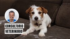 ¿Por qué se les cae el pelo a los perros y gatos? Aprende a reconocer las señales de alerta