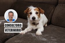 ¿Por qué se les cae el pelo a los perros y gatos? Aprende a reconocer las señales de alerta