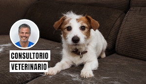 ¿Por qué se les cae el pelo a los perros y gatos? Aprende a reconocer las señales de alerta