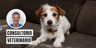 La caída del pelo en los perros puede deberse a procesos naturales del cuerpo o a problemas de salud que requieren atención veterinaria. Foto: composición/Istock