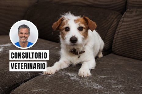 ¿Por qué se les cae el pelo a los perros y gatos? Aprende a reconocer las señales de alerta