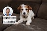 ¿Por qué se les cae el pelo a los perros y gatos? Aprende a reconocer las señales de alerta