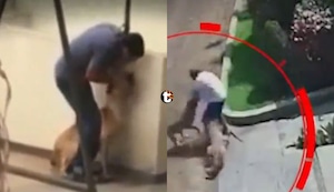 ¡HISTORIAL VIOLENTO! Dueño de perros que dejaron grave a deportista en Pachacámac tiene numerosos antecedentes