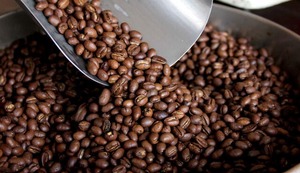 Cerca del 60% de caficultores peruanos trabaja de manera informal