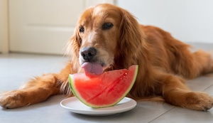 ¿Qué frutas refrescarán a tu perro en verano y cuáles no debes darle?
